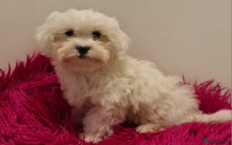 Maltipoo dogs for sale: Gorgeous pure white maltipoo girl  - Image 5