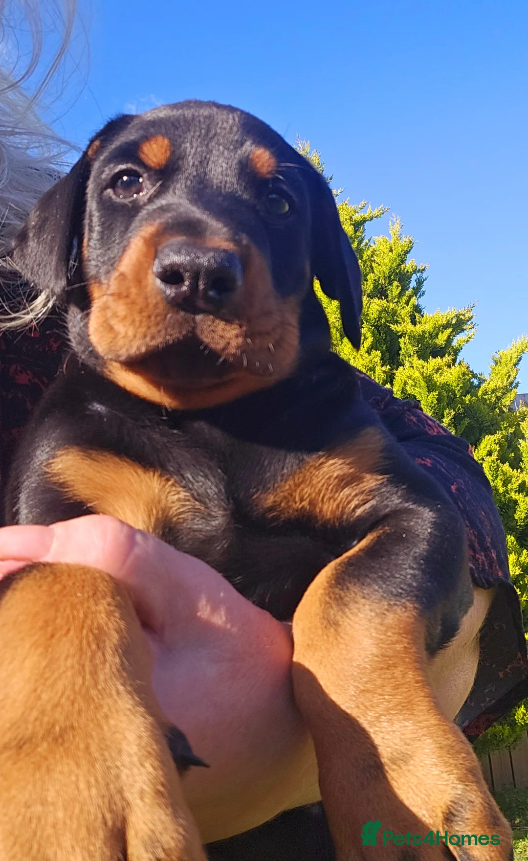 Dobermann dogs for sale: Stunning Male Puppy Available,  Champion lines - Advert 2