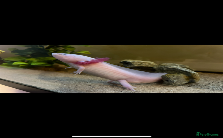 Other/Mixed Breed fish - Advert 1