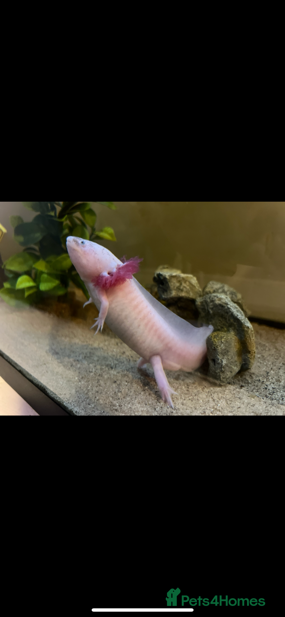 Other/Mixed Breed fish for sale: Axolotl with tank and all accesories  - Image 1