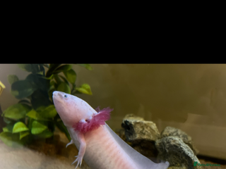 Other/Mixed Breed fish - Advert 1