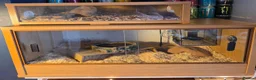 Snake reptiles for sale: Western Hognose & setup  in Shefford - Advert 4