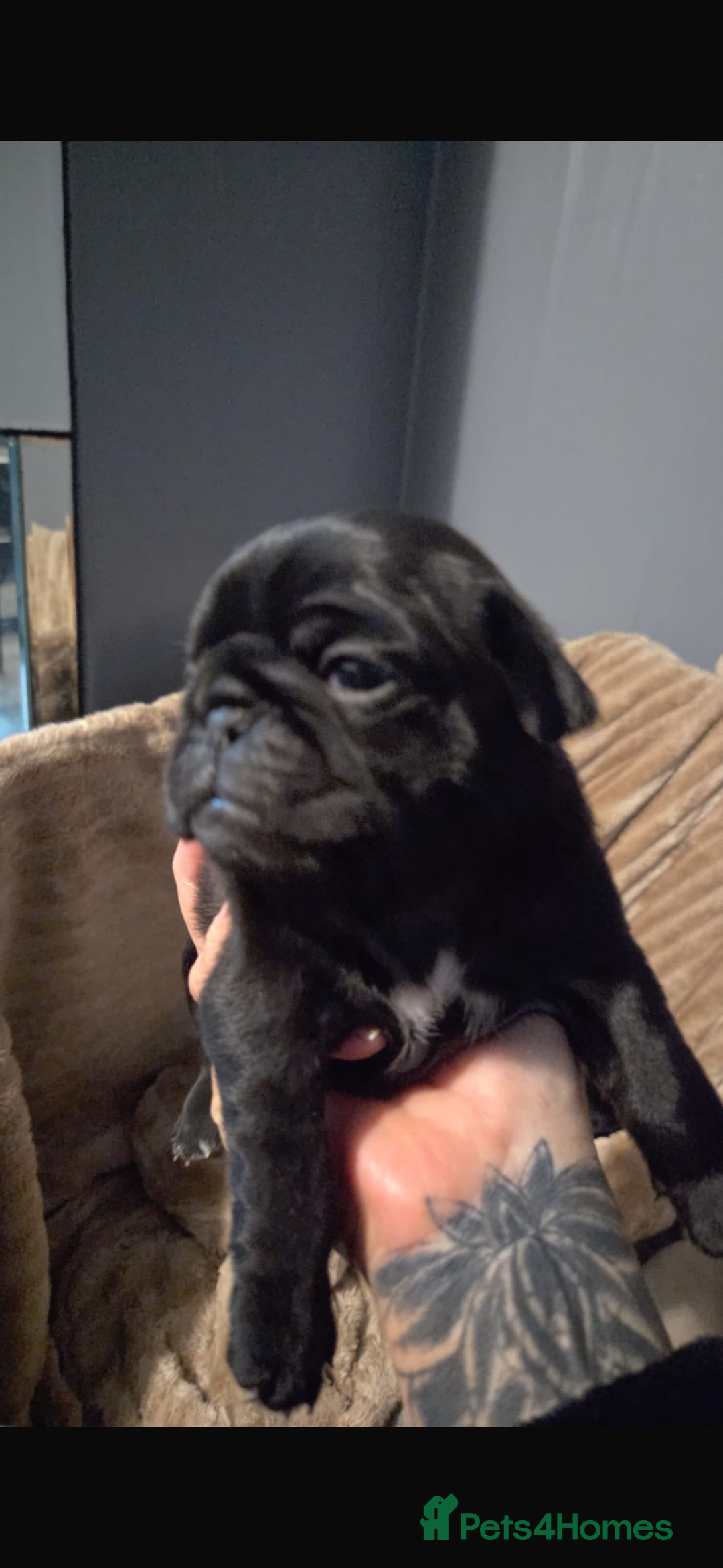 Pug dogs for sale: Pug pups for sale - Advert 6