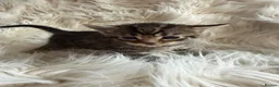 Mixed Breed cats for sale: Tabby kittens - Advert 6