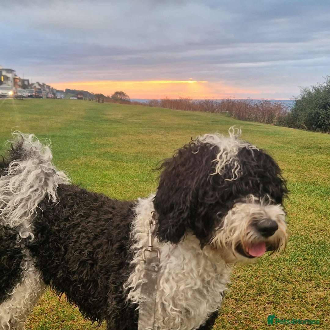 Mixed Breed dogs for sale: Tibetan Terrier with 1/4 Spanish water dog - Image 8