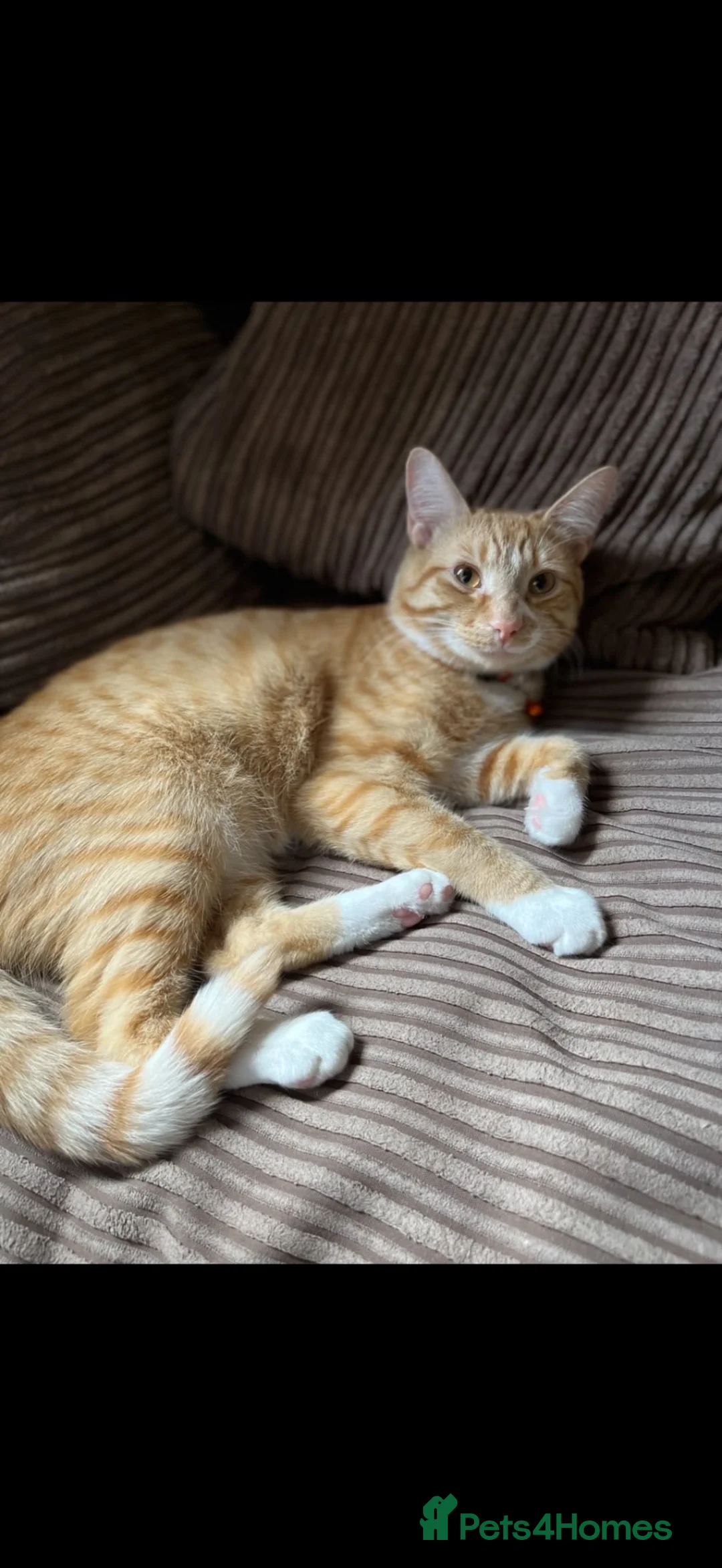 Mixed Breed cats for sale: I NEED A NEW HOME - Advert 2