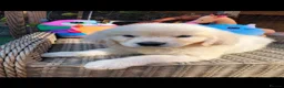 Golden Retriever dogs for sale: Beautiful golden retriever puppies  - Advert 11