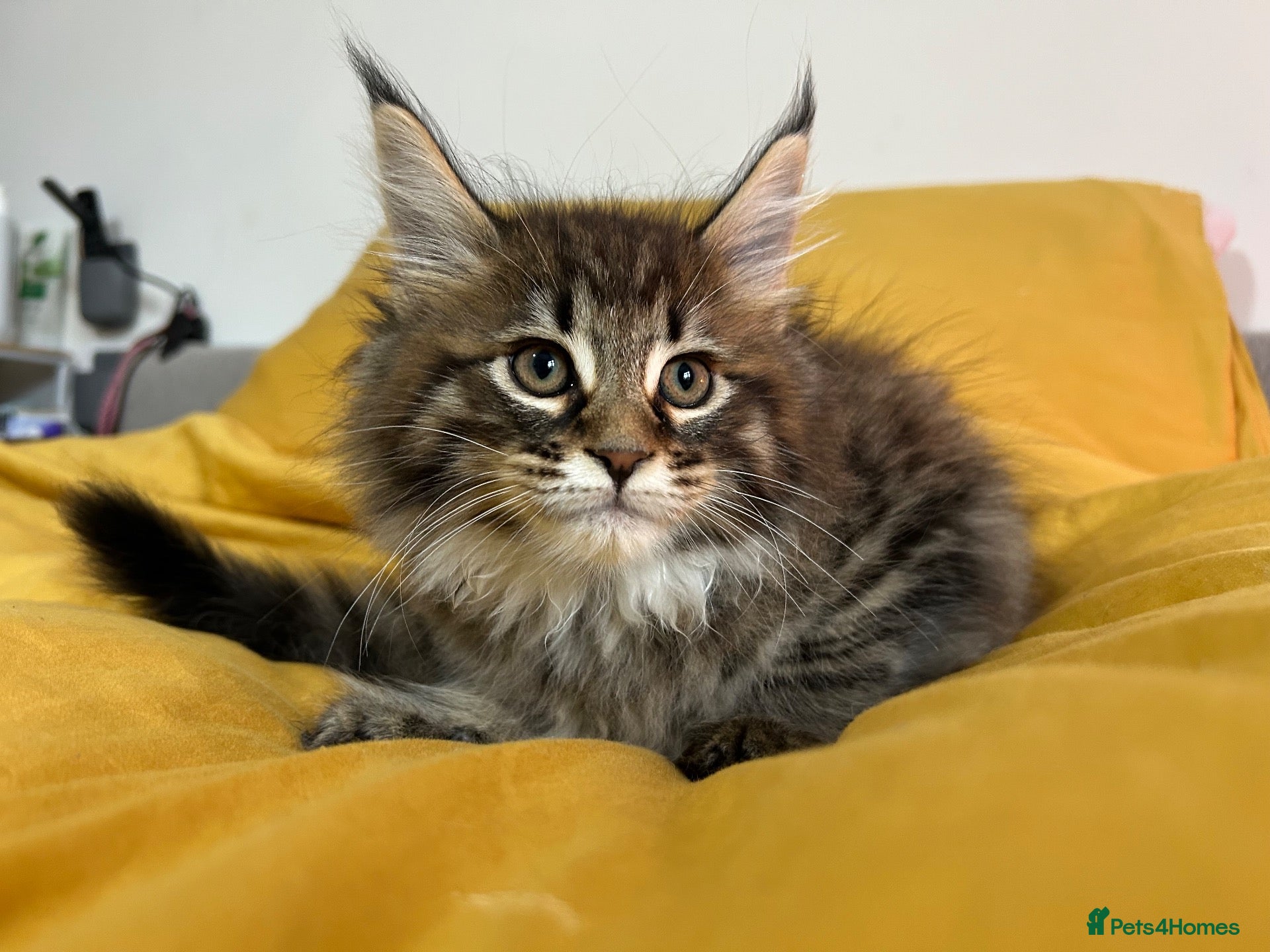 Maine Coon cats for sale: TICA REGISTERED - XL Male Kitten Pure Maine Coon - Advert 1