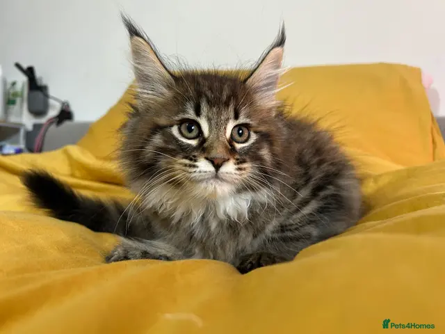 Maine Coon cats for sale: TICA REGISTERED - XL Male Kitten Pure Maine Coon - Advert 1