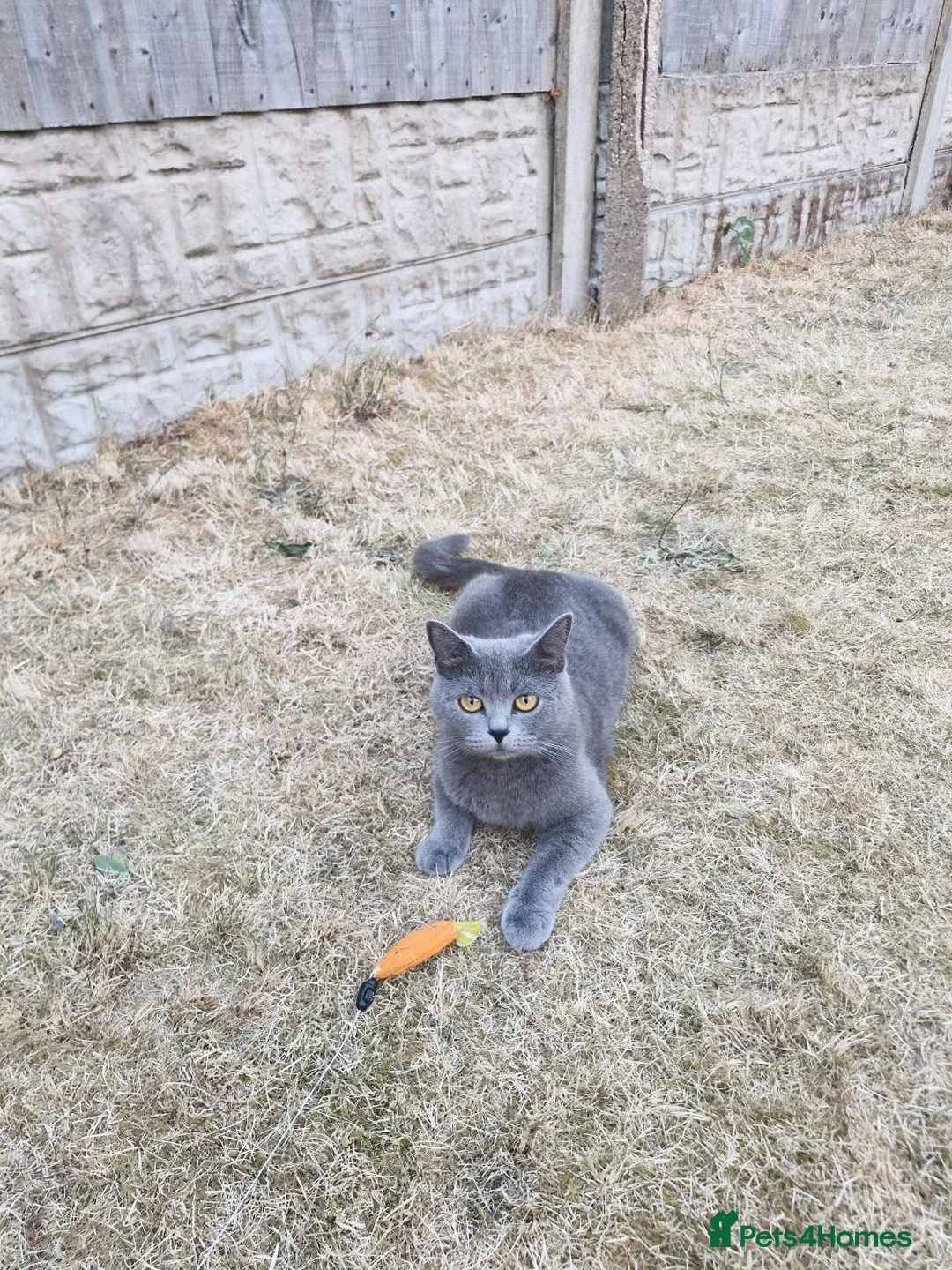 Scottish Fold cats for sale: Scottish straight kitten looking for a family - Advert 9