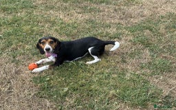 Beagle dogs for adoption: Bonnie needs her forever home  - Image 1