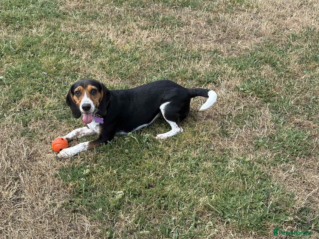 Beagle dogs for adoption: Bonnie needs her forever home  - Image 1