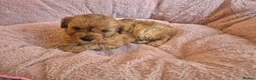 Cavapoo dogs for sale: Gorgeous cavapoo puppies in Leatherhead - Advert 15