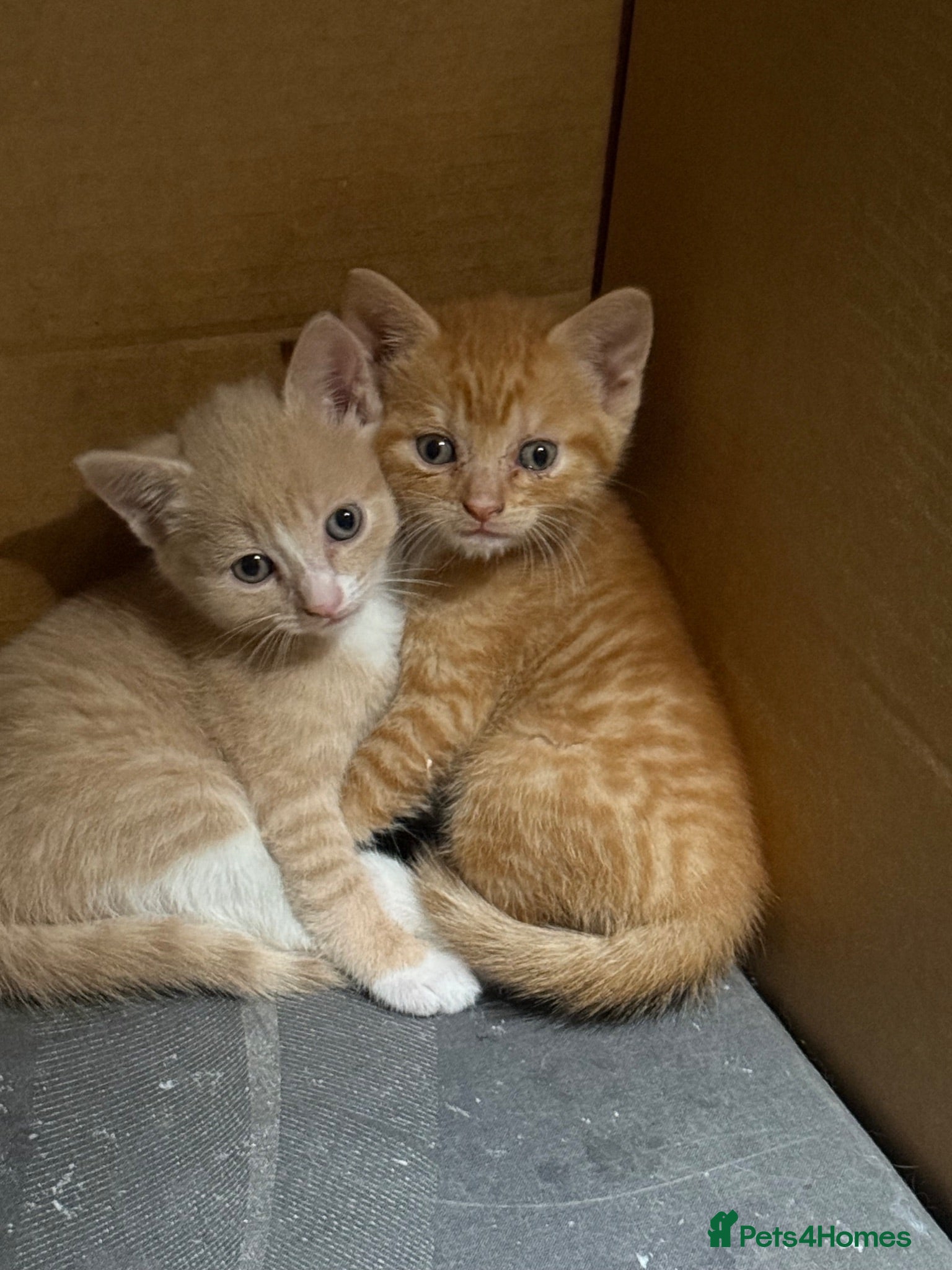 Mixed Breed cats 🐾 Beautiful Kittens Raised in a Family Home 🐾 - Advert 1