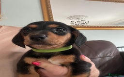 Dachshund dogs for sale: Miniature Dachshund stunning  - Image 4