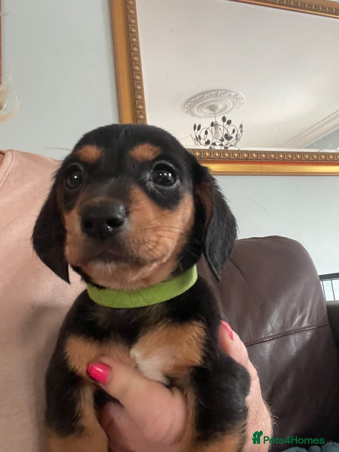 Dachshund dogs for sale: Miniature Dachshund stunning  - Image 4