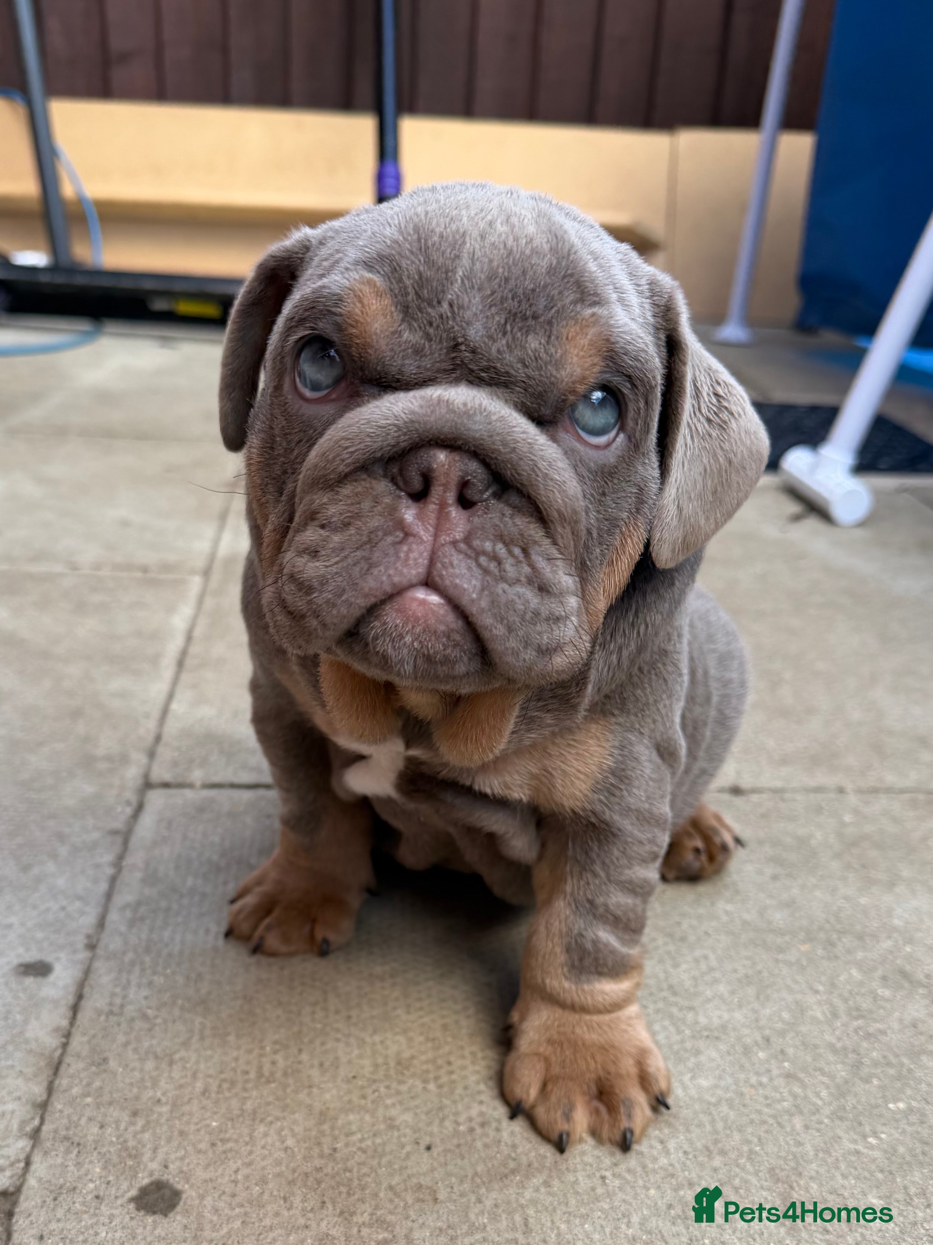 English Bulldog dogs Top Tier KC English Bulldog Puppies🐶 - Advert 2
