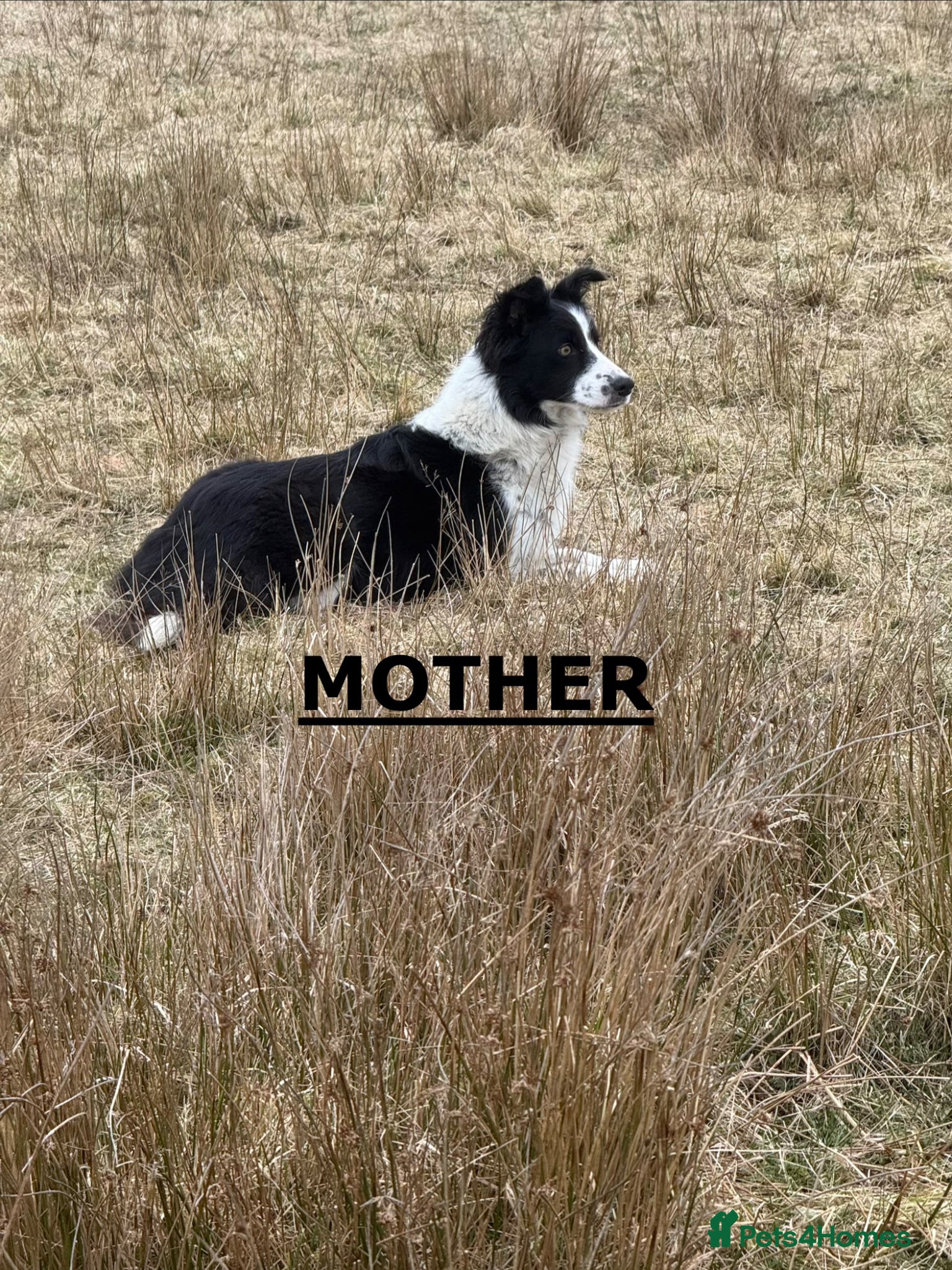 Border Collie dogs ⚡️ Border Collie Puppies From Working Lines ⚡️ - Advert 2