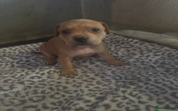 American Bull Staffy dogs for sale: American staffie puppies - Advert 7