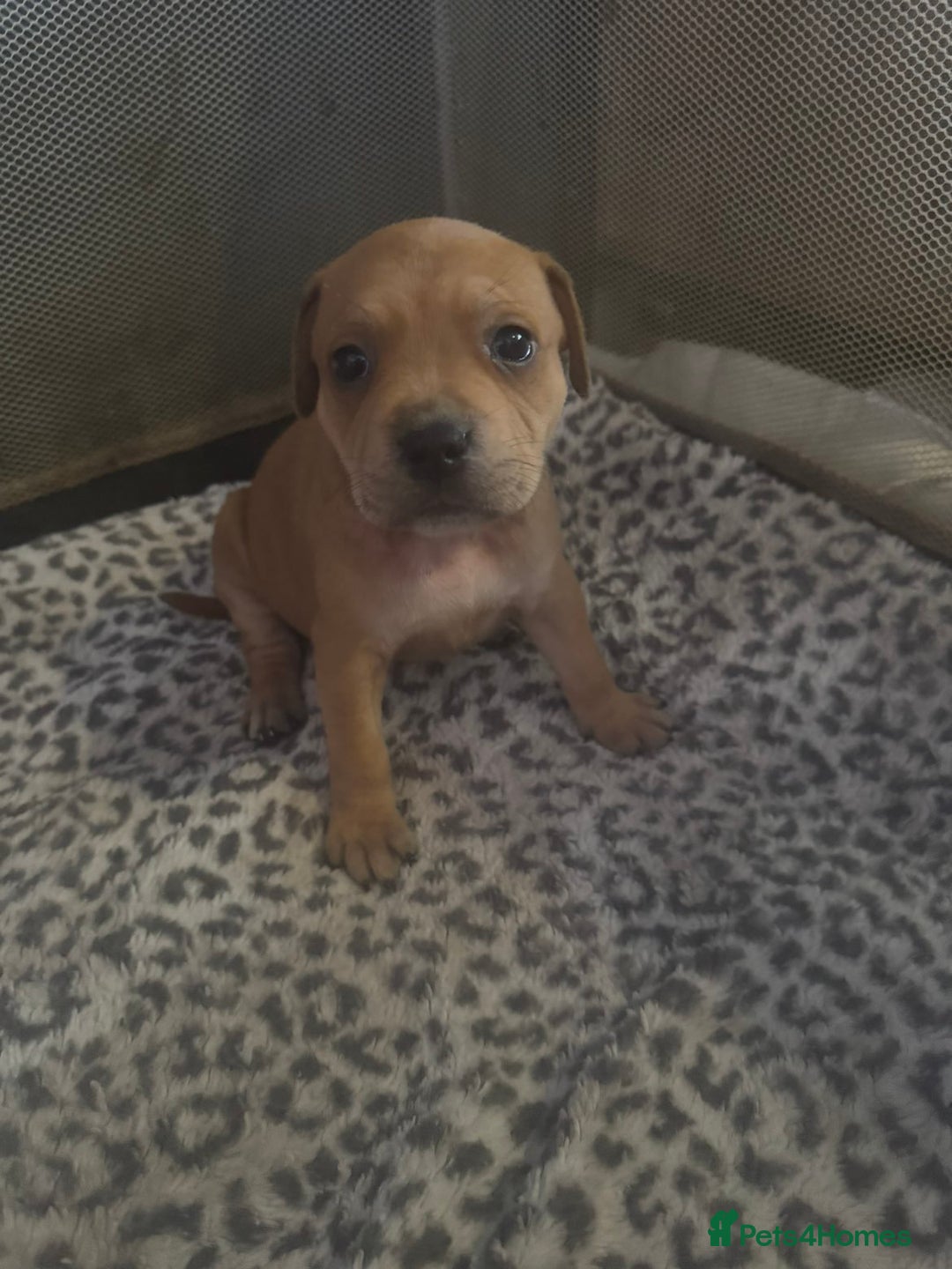 American Bull Staffy dogs for sale: American staffie puppies - Advert 7
