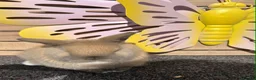 Lionhead rabbits for sale: Pure breed Lionhead  - Advert 13