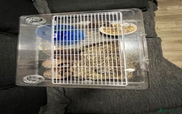Gerbil rodents for sale: Two baby fully tame female gerbils+ cage and toys  - Image 7