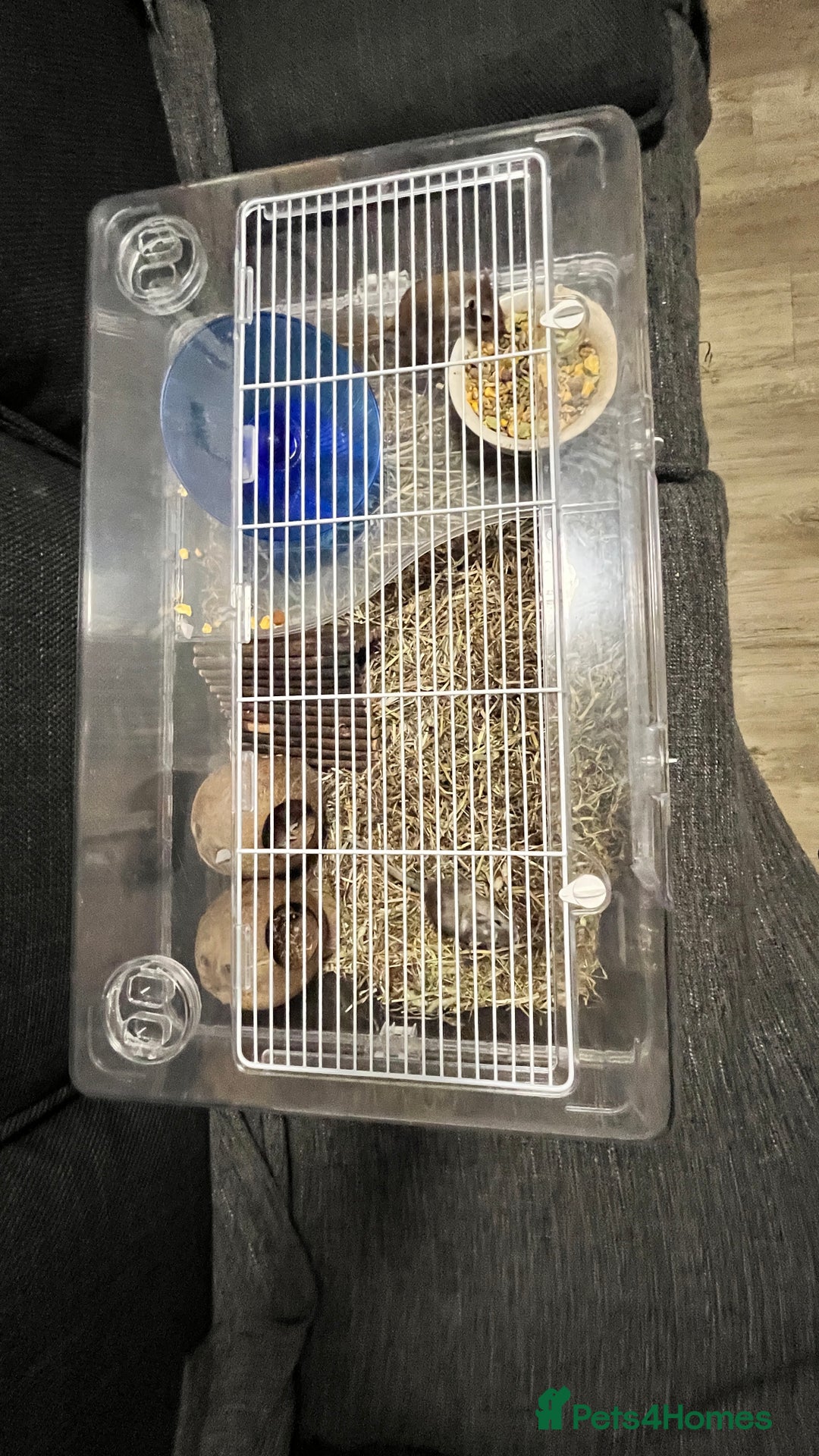 Gerbil rodents for sale: Two baby fully tame female gerbils+ cage and toys  - Image 7