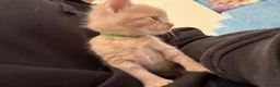 Mixed Breed cats for sale: Five beautiful kittens  - Advert 8