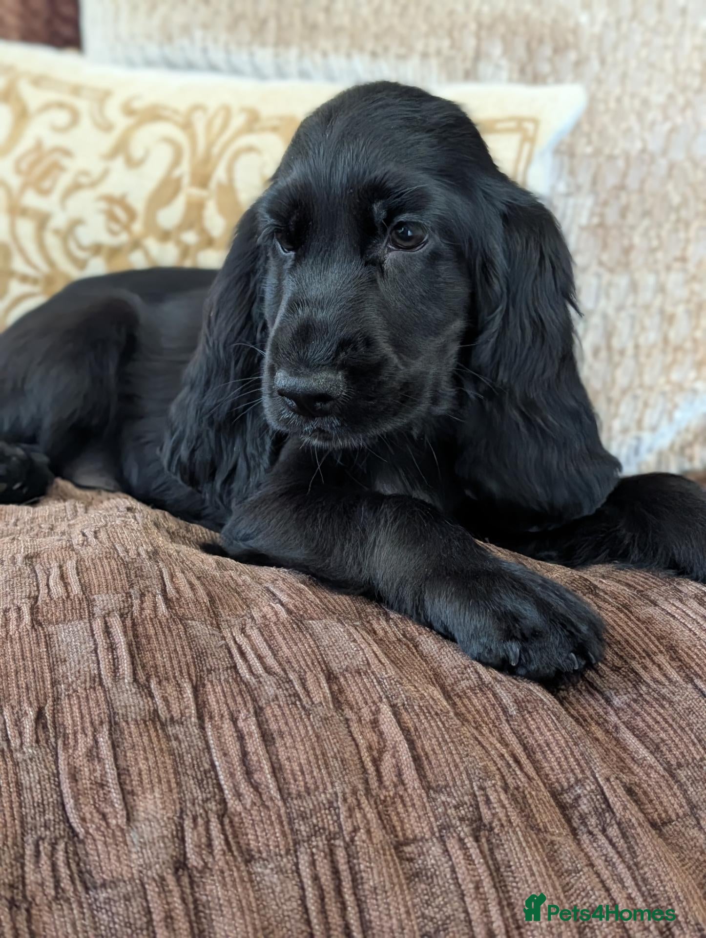 Cocker Spaniel dogs Health Tested KC Reg Showline Cocker Spaniel Pups - Advert 2