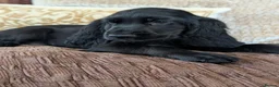 Cocker Spaniel dogs for sale: Health Tested KC Reg Showline Cocker Spaniel Pups - Advert 17