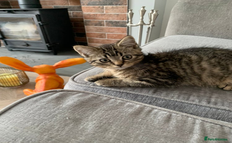 Bengal cats Looking for a Loving Home for our sweet kitten - Advert 1