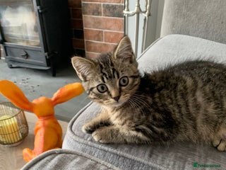 Bengal cats Looking for a Loving Home for our sweet kitten - Advert 15