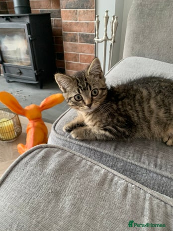 Bengal cats Looking for a Loving Home for our sweet kitten - Advert 2