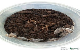 Isopods invertebrates for sale: MANY DIFFERENT ISOPOD SPECIES HAPPY TO SHIP - Image 6