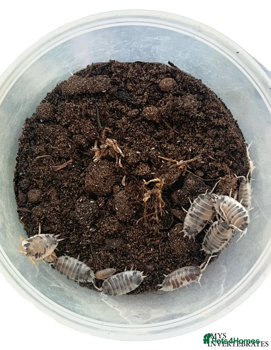 Isopods invertebrates for sale: MANY DIFFERENT ISOPOD SPECIES HAPPY TO SHIP - Advert 6