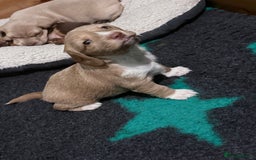 Mixed Breed dogs for sale: Adorable Daschund x spaniel pups  - Advert 22