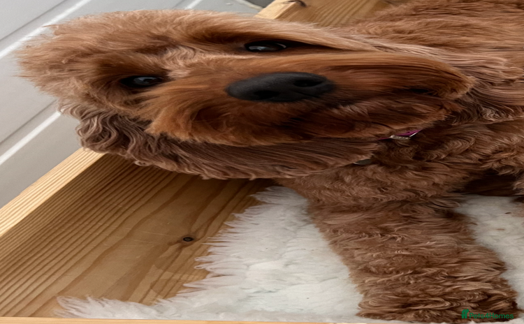 Cockapoo dogs - Advert 16