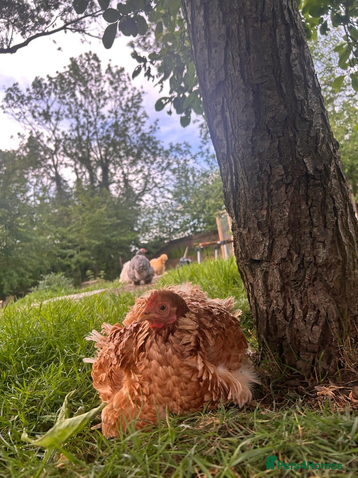 Chickens poultry for sale: Mixed Hatching Eggs  - Advert 5