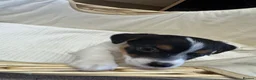 Jack Russell dogs for sale: Full Jack tussle pups  in Middlesbrough - Advert 2