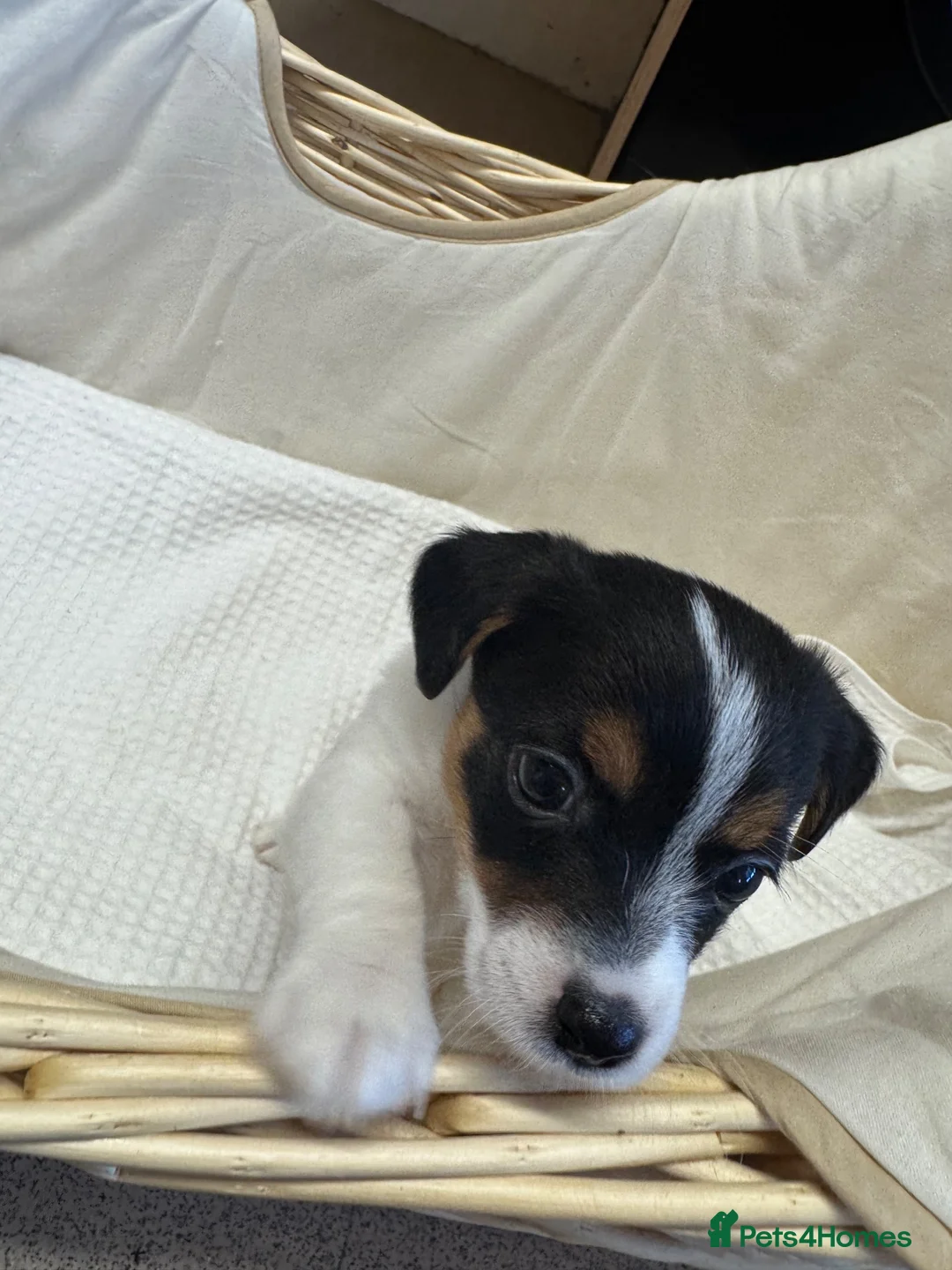 Jack Russell dogs for sale: Full Jack tussle pups  in Middlesbrough - Advert 2