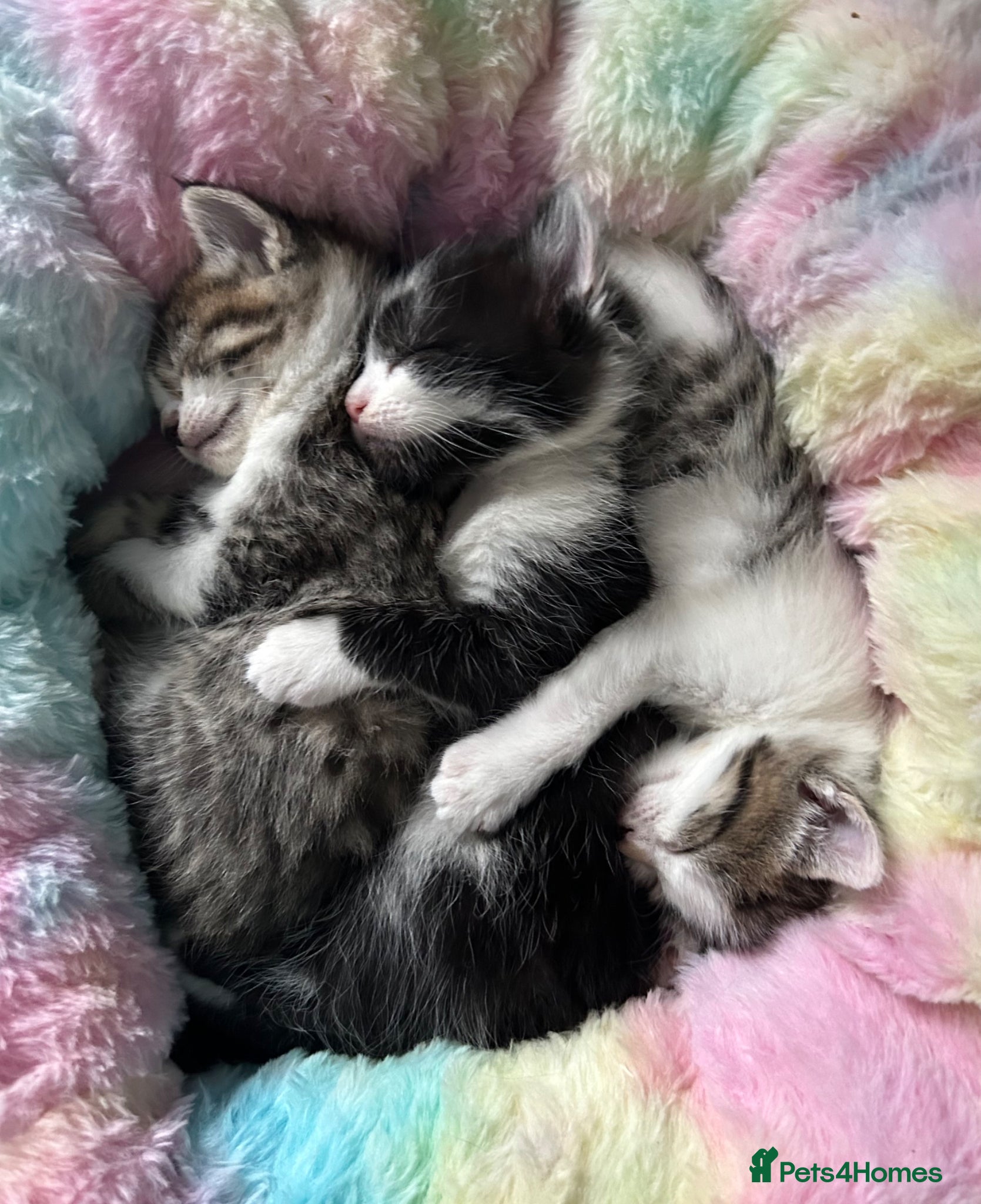 Snowshoe cats Two snowshoe x domestic kittens  - Advert 3