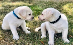 Labrador Retriever dogs for sale: Labrador Retriever Puppies For Sale. - Image 1
