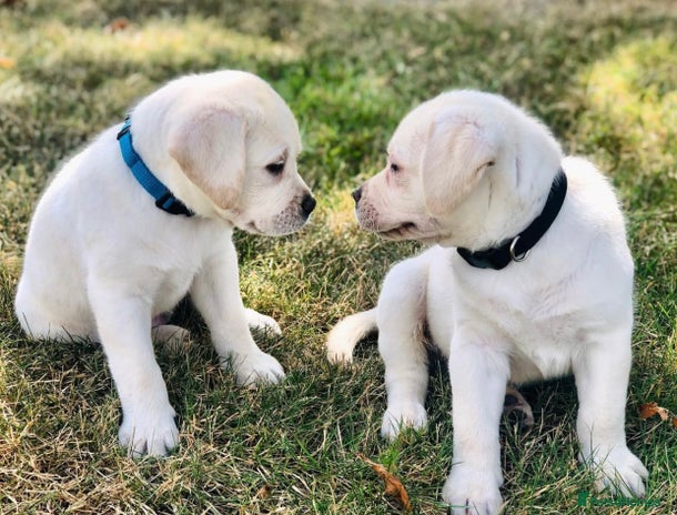 Labrador Retriever dogs - Advert 1