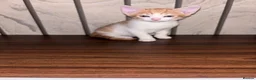Mixed Breed cats for sale: READY 2 LEAVE NOW 4girls 2boys - Advert 7