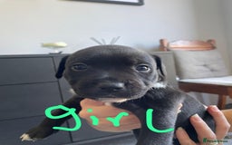 Staffordshire Bull Terrier dogs for sale: 5 Staffordshire bull terrier puppies  - Image 5