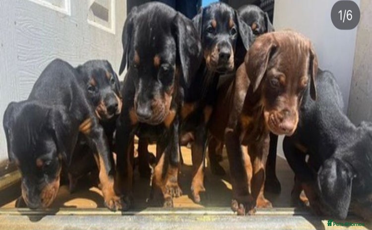 Dobermann dogs - Advert 2