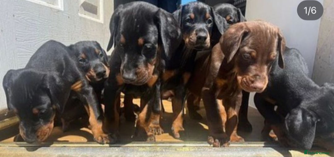 Dobermann dogs for stud: Doberman  - Image 1