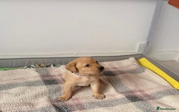 Labrador Retriever dogs for sale: Beautiful litter of Labradors - Image 8