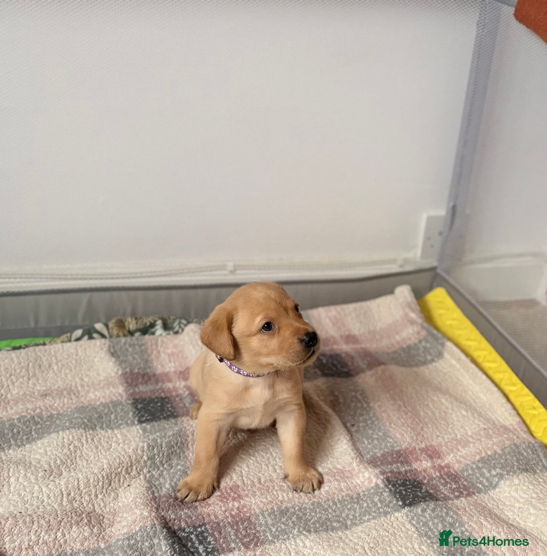 Labrador Retriever dogs for sale: Beautiful litter of Labradors - Image 8