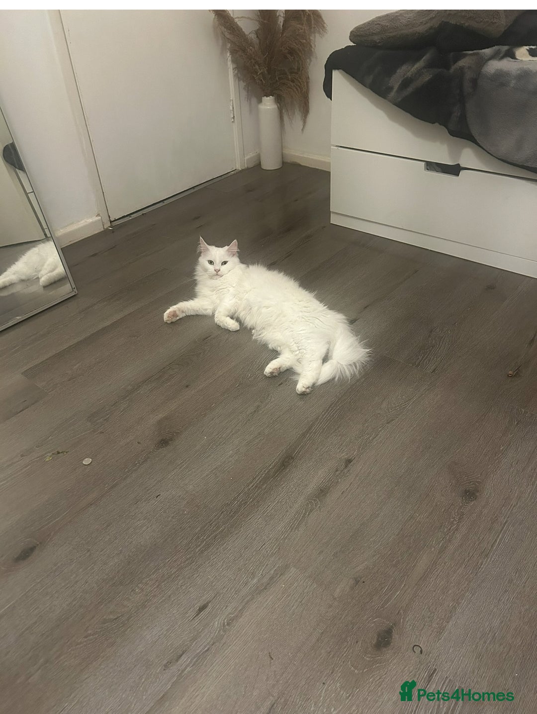 Maine Coon cats for sale: Pure bred Maine coon - Advert 2